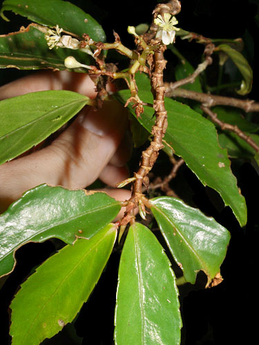 B. fruticosa